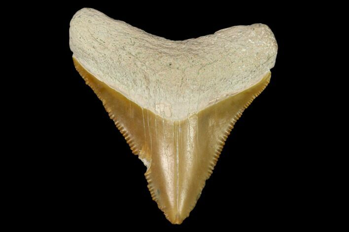 Serrated, Fossil Megalodon Tooth - Florida #122566